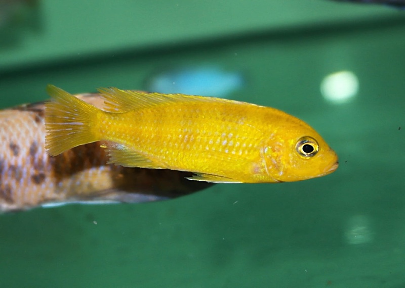 Maylandia lombardoi 'Nkhomo Reef'